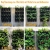 bluegreenshop.de Urban Gardening/Wandbegrünung: Vertical Garden Wall 16er Komplett-Set anthrazit - 8